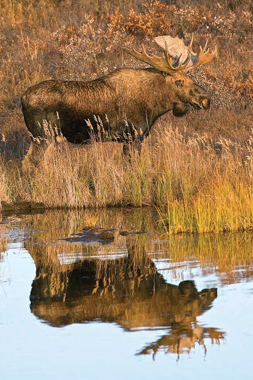 an animal that is standing in the grass near water and bushes, with its reflection in the water