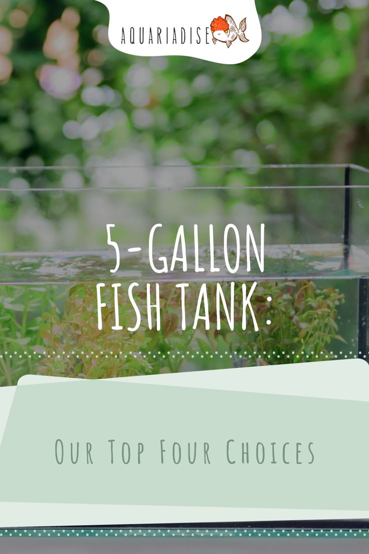 the 5 gallon fish tank is filled with water and plants, while text reads 5 gallon fish tank our top four choices