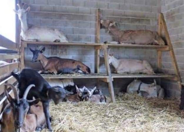 goats and other animals in a barn with hay