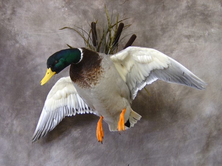 a duck with its wings spread out in front of a gray wall and grass on it's head