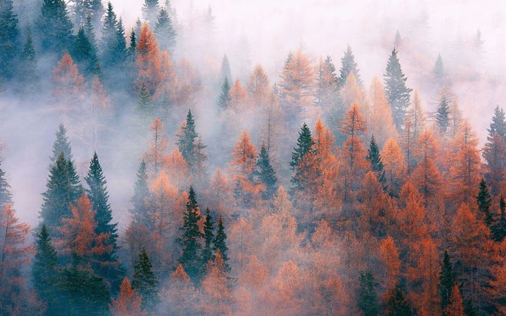 an aerial view of trees with orange and yellow leaves in the foreground, on a foggy day