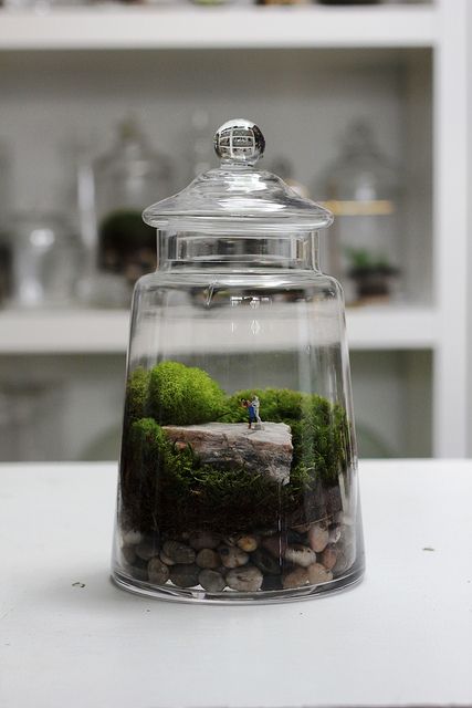 a glass jar filled with plants and rocks on top of a counter next to a shelf