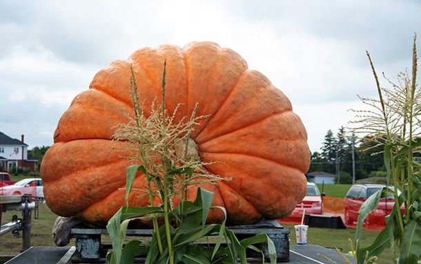 a giant pumpkin sitting on top of a truck