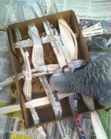 a bird sitting inside of a cardboard box filled with newspaper strips and crayons