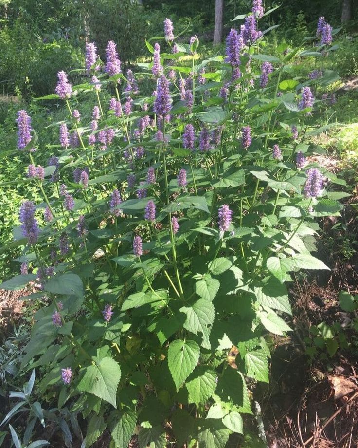 some purple flowers are growing in the grass