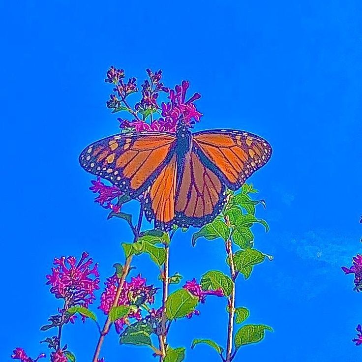 a butterfly sitting on top of a purple flower with blue sky in the back ground