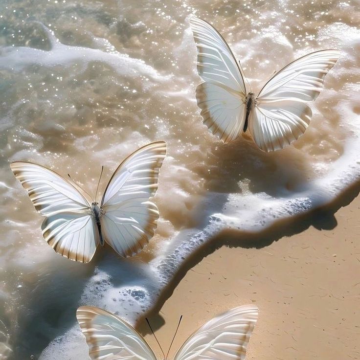 three white butterflies sitting on the sand at the ocean's edge, with their wings spread wide open