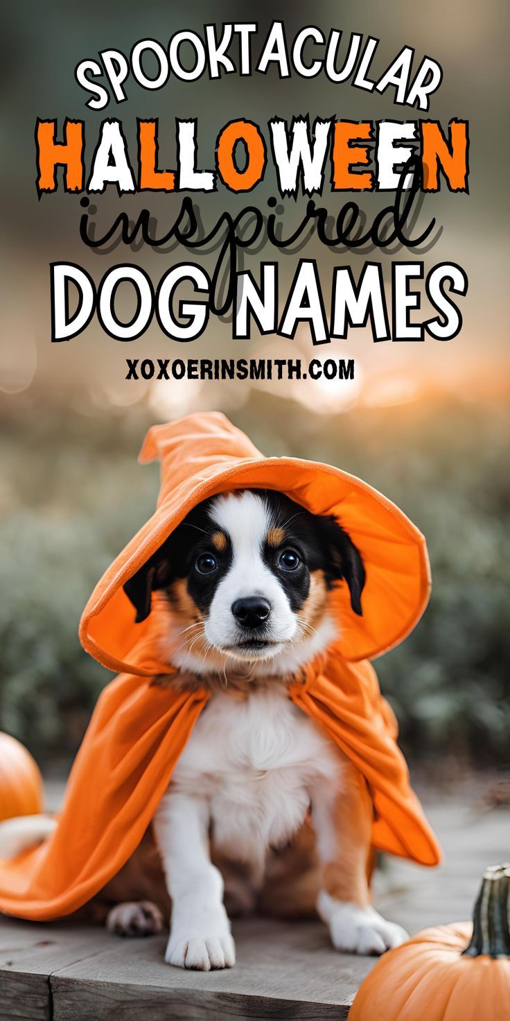 adorable puppy wearing halloween costume and title spooktacular halloween inspired dog names Names For Dogs Unique, Scary Dog Names, Dog Name List, Spooky Names, Strong Dog Names, Creative Dog Names, Girl Dog Names Unique, Irish Baby Boy Names, Big Dog Names