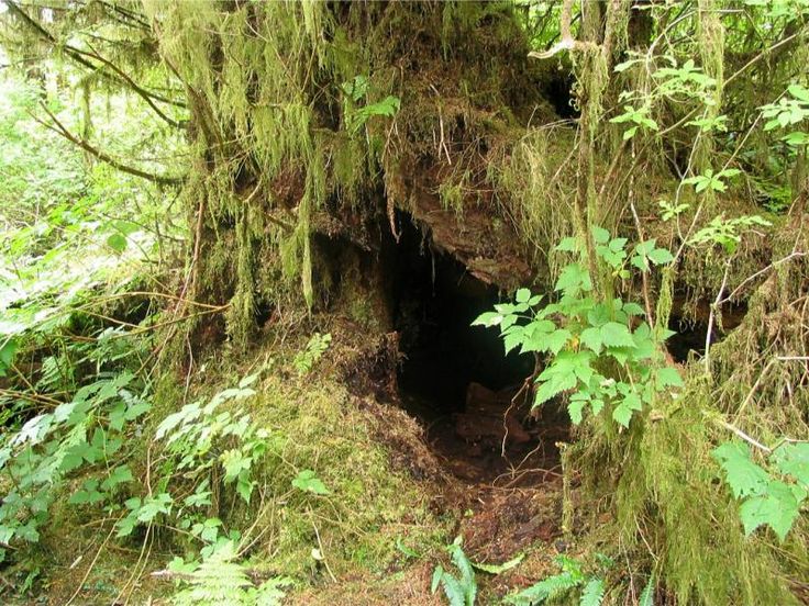 a large tree with moss growing on it's sides