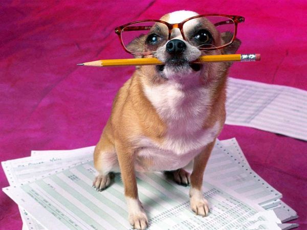 a dog wearing glasses and holding a pencil in its mouth while sitting on top of papers