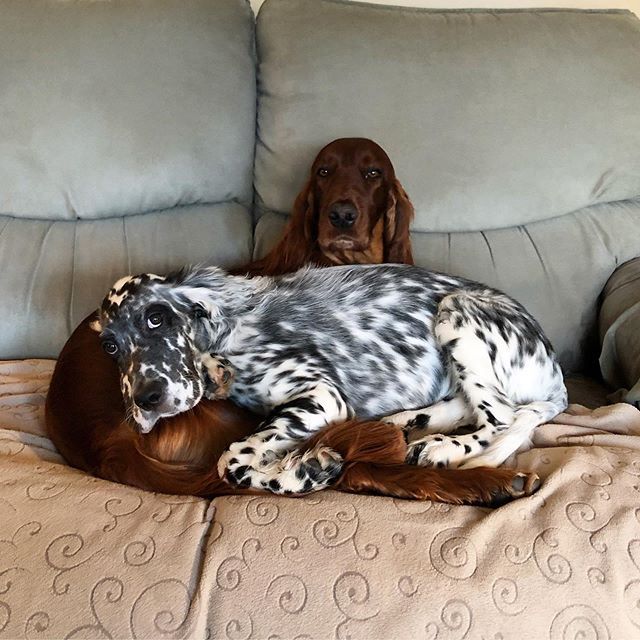 a brown and white dog laying on top of a bed