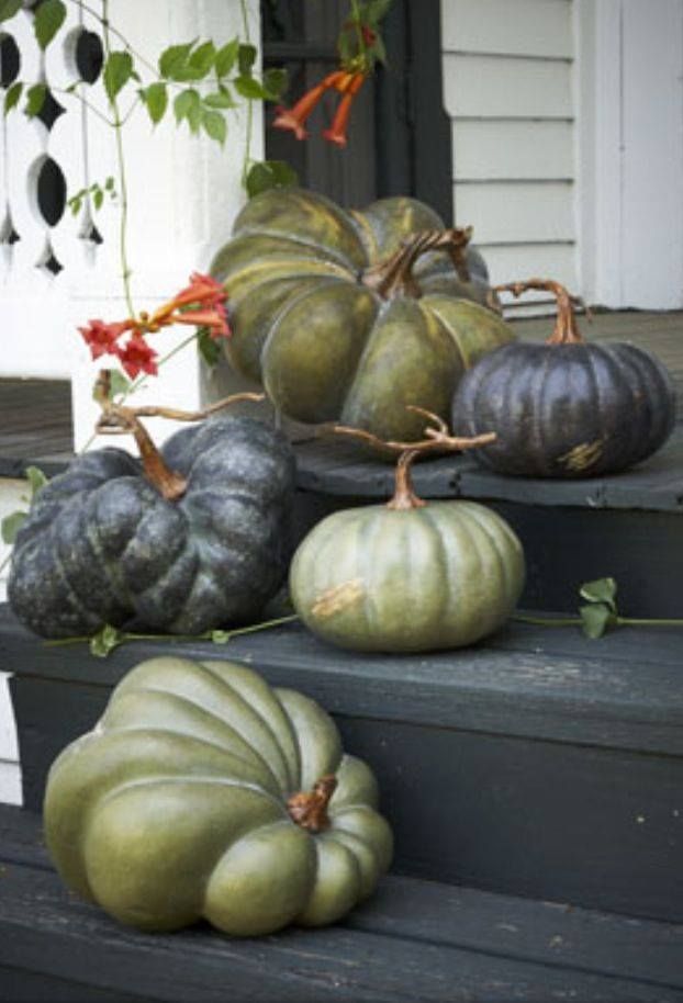 pumpkins and gourds are sitting on the steps