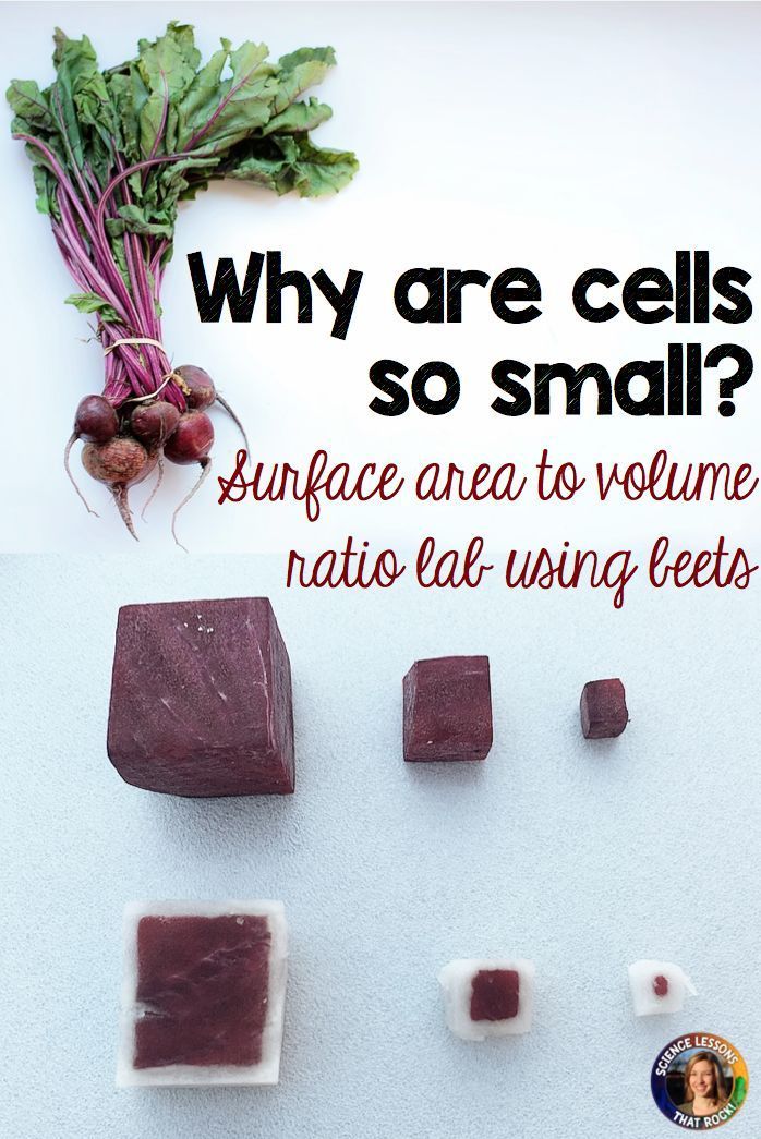 some food is laying out on a table with the words why are cells so small?