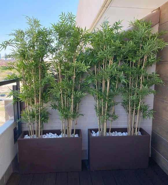 two large planters with bamboo trees in them