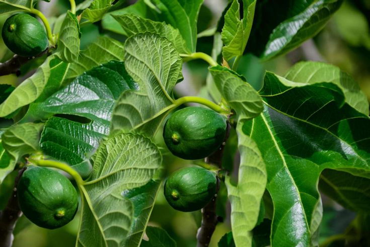 some green fruits are growing on the tree