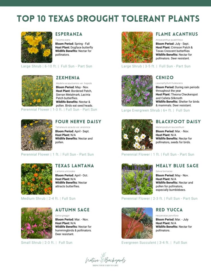 the top ten plants for texas's drought tolerant plant species