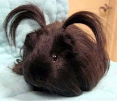 a black and brown guinea pig laying on top of a bed