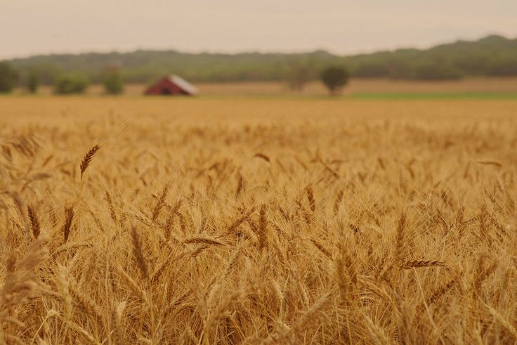 a large field of wheat with a barn in the background