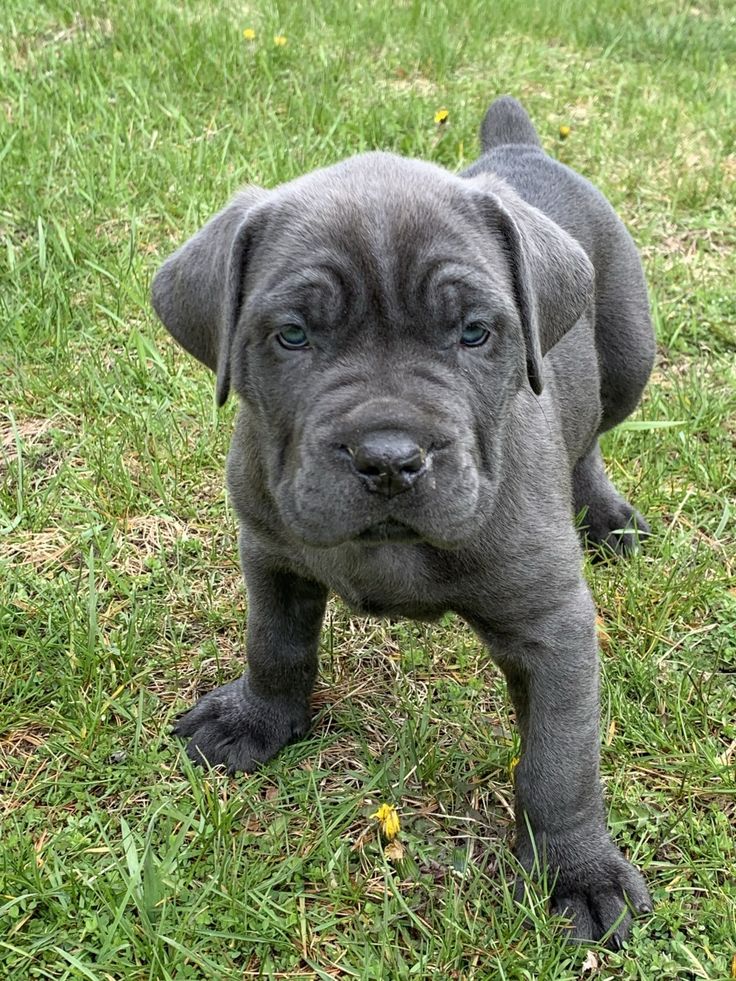 a gray puppy standing on top of a lush green field