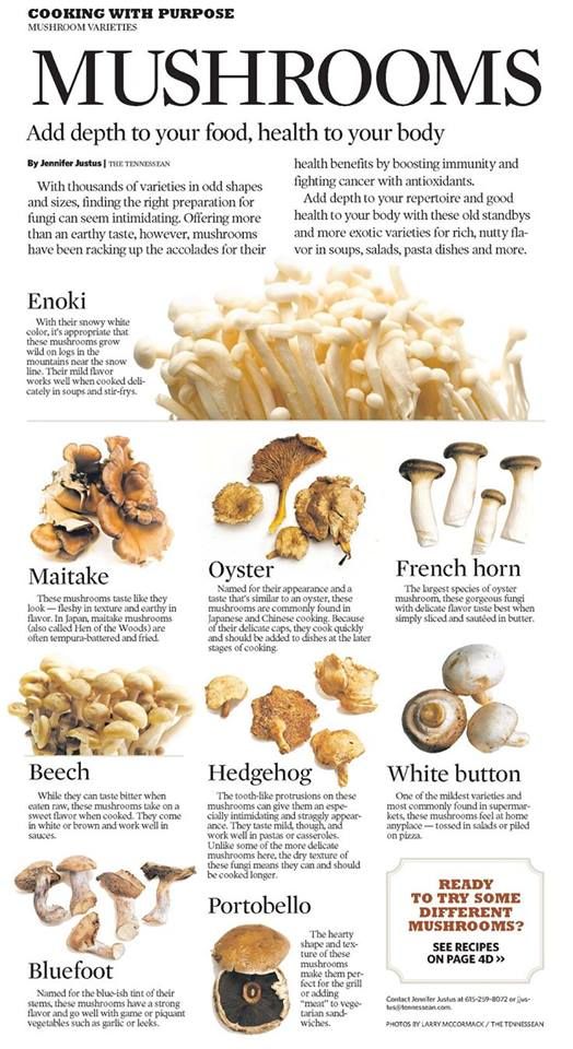 mushrooms are the most important food for many people, and they can be used to cook them