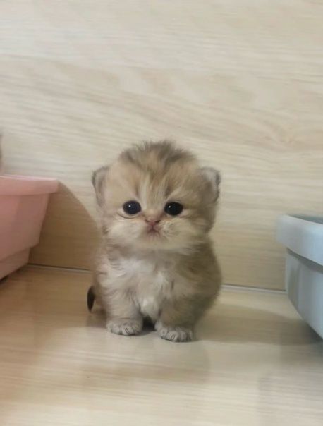 a small kitten is sitting on the floor