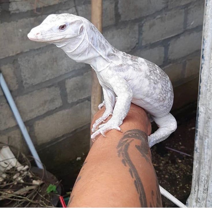 a small white lizard sitting on the arm of someone