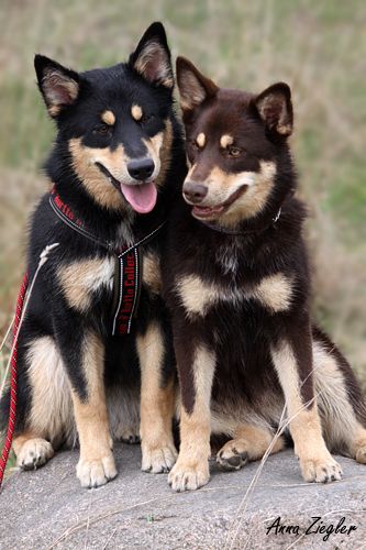 two black and brown dogs sitting next to each other on top of a stone wall