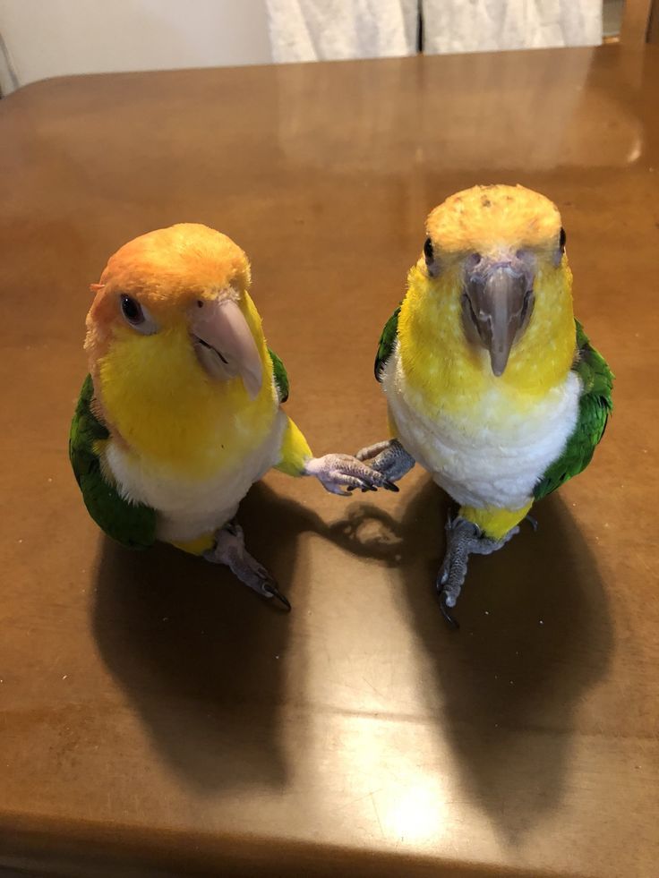 two yellow and green parakeets sitting next to each other