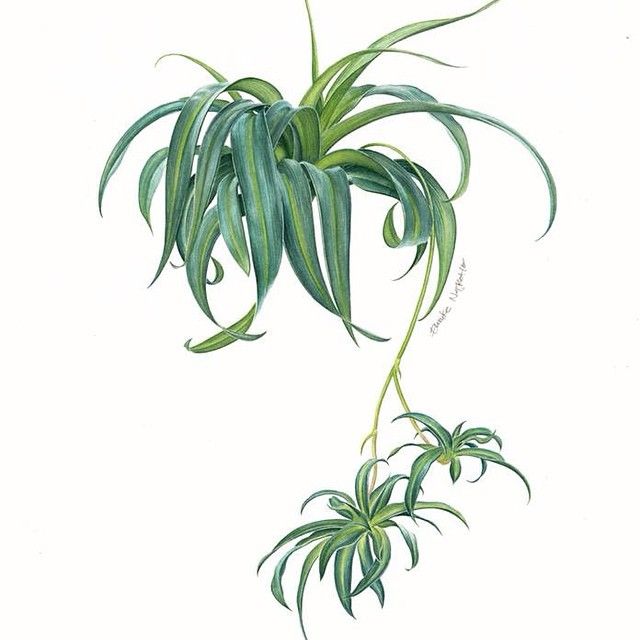 a drawing of an air plant with green leaves