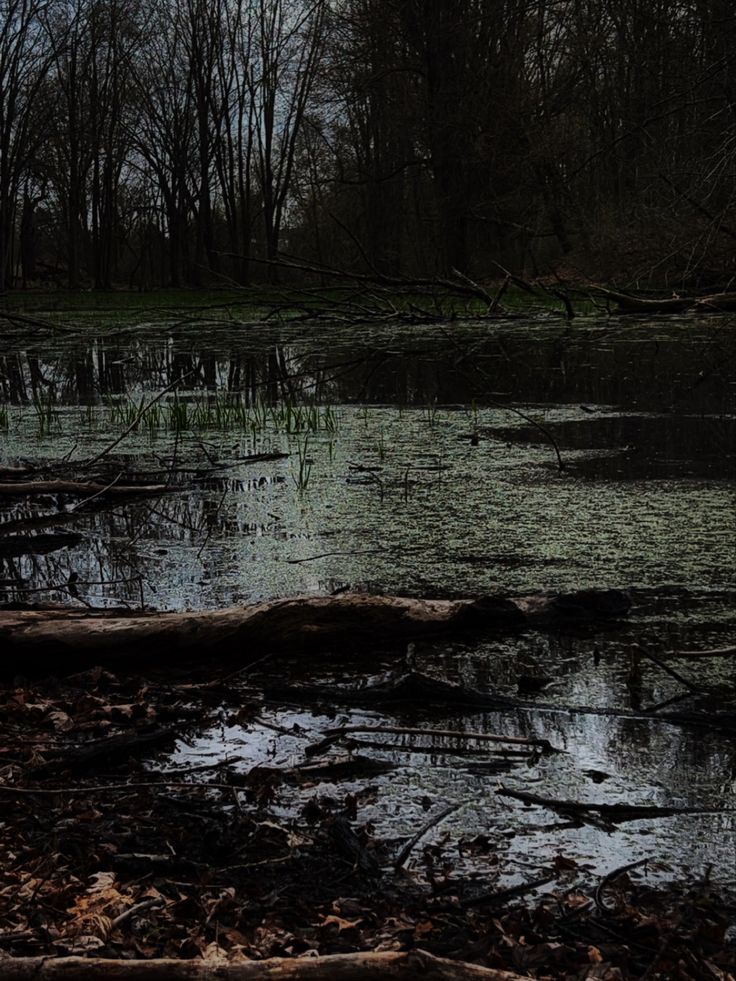 an image of a swampy area with trees in the background and water on the ground