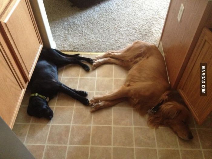 two dogs laying on the kitchen floor next to each other