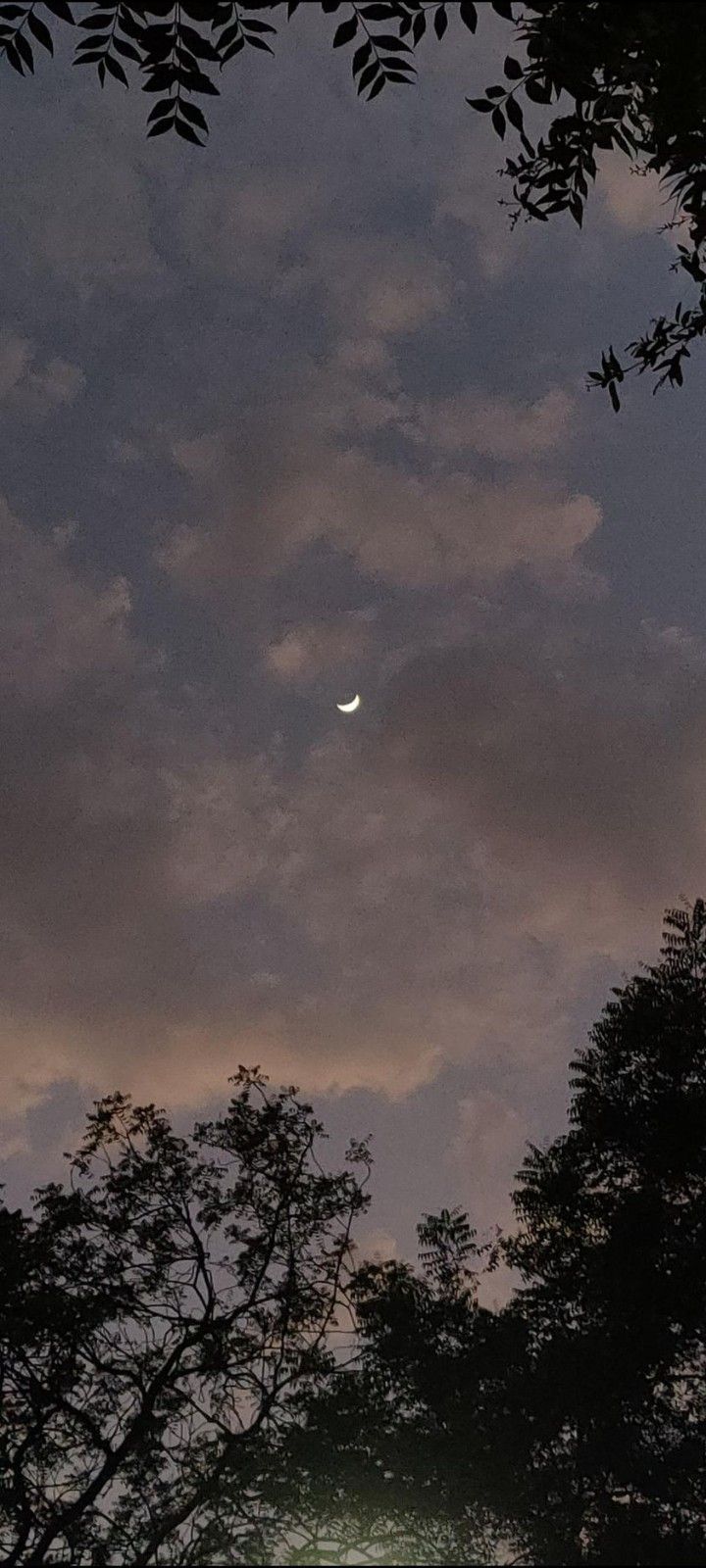 the moon is seen through some trees at dusk