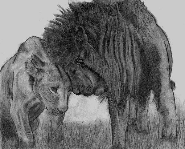 a drawing of two lions facing each other with their heads touching one another's forehead