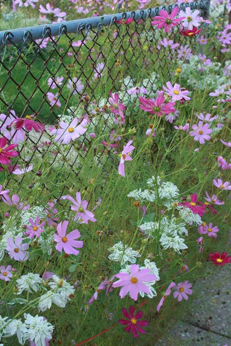 pink and white flowers are growing behind a chain link fence