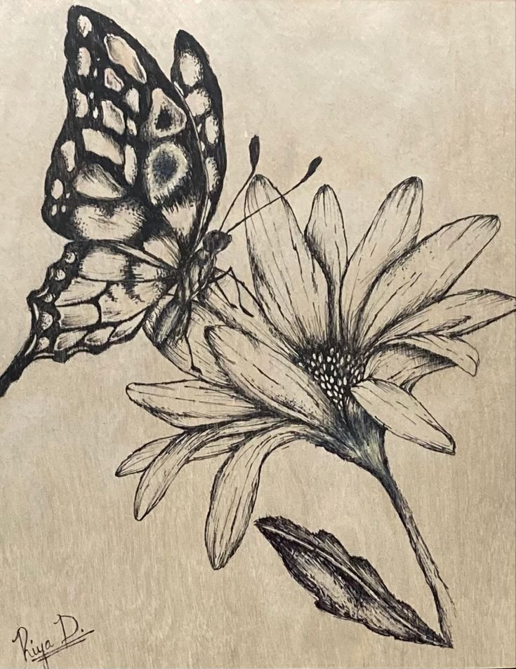 a drawing of two butterflies on a flower