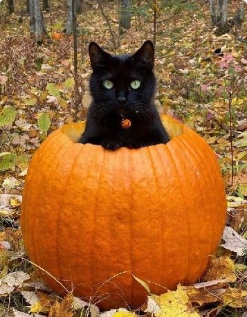 a black cat sitting on top of a pumpkin