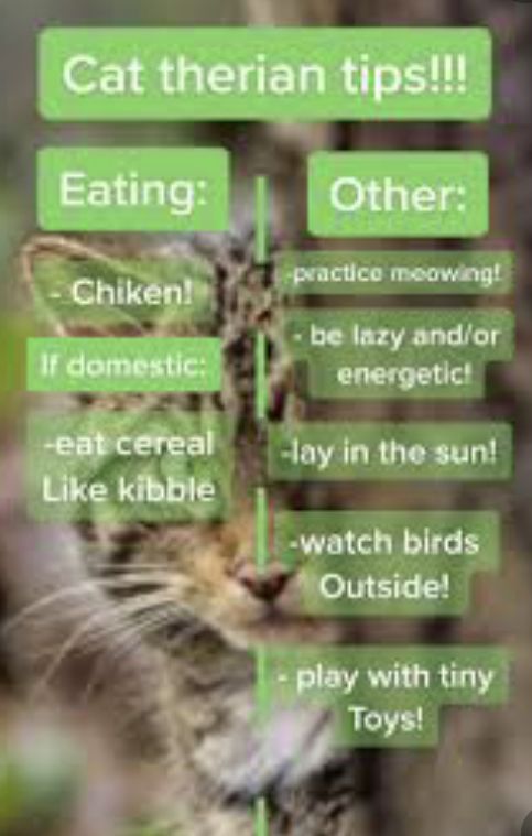 an image of a cat that is looking at the camera with words above it saying,'cat themian tips eating other '