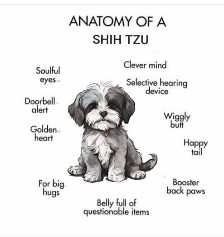 the anatomy of a shih tzu dog sitting down with its name written on it