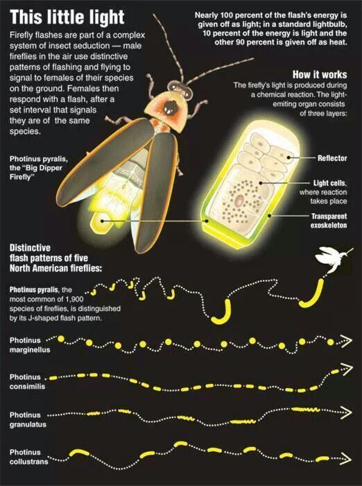 an insect is shown in the dark with information about its body and parts on it