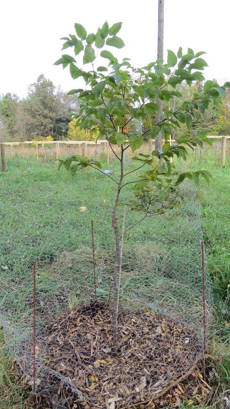 a small tree growing in the middle of a field