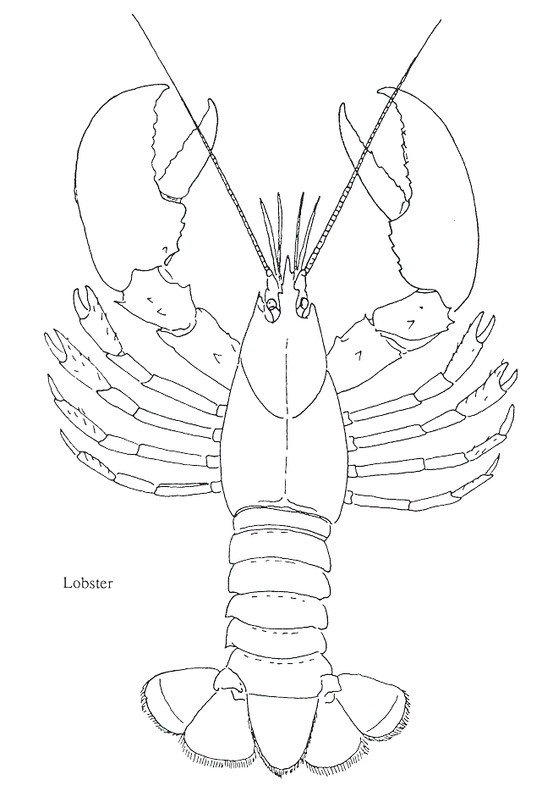 a drawing of a lobster with the words lobster on it's front and side