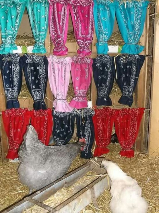 chickens and roosters are standing in the hay next to their stalls with colorful leggings on them