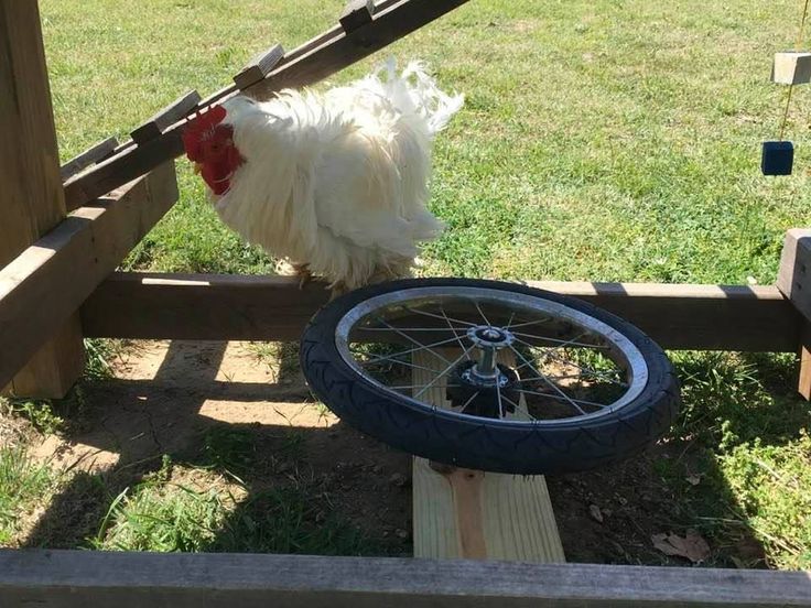 a white chicken standing on top of a wooden fence next to a bike tire in the grass