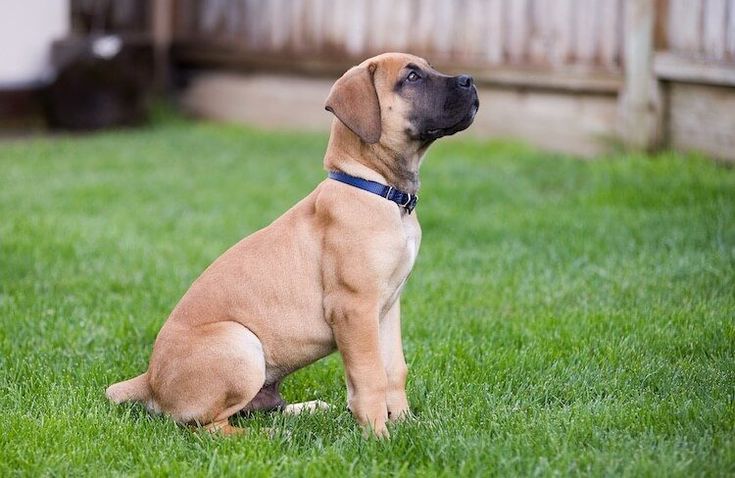 a brown dog sitting on top of a lush green field