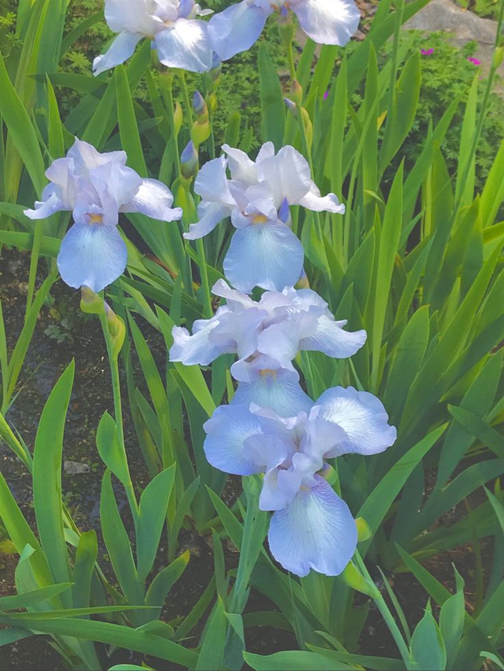 some blue flowers are growing in the grass