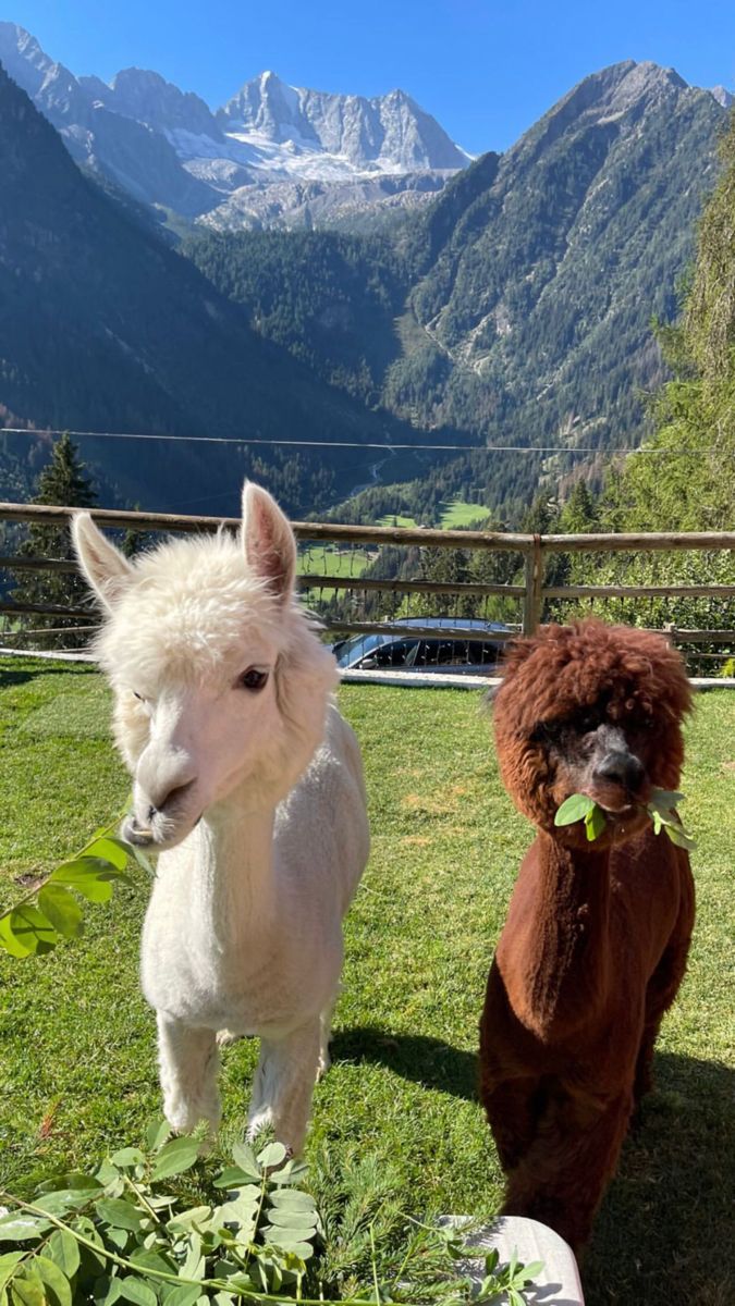 two small white ponies standing next to each other on a lush green field with mountains in the background