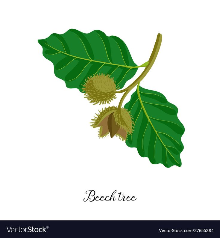 a branch with leaves and berries on white background