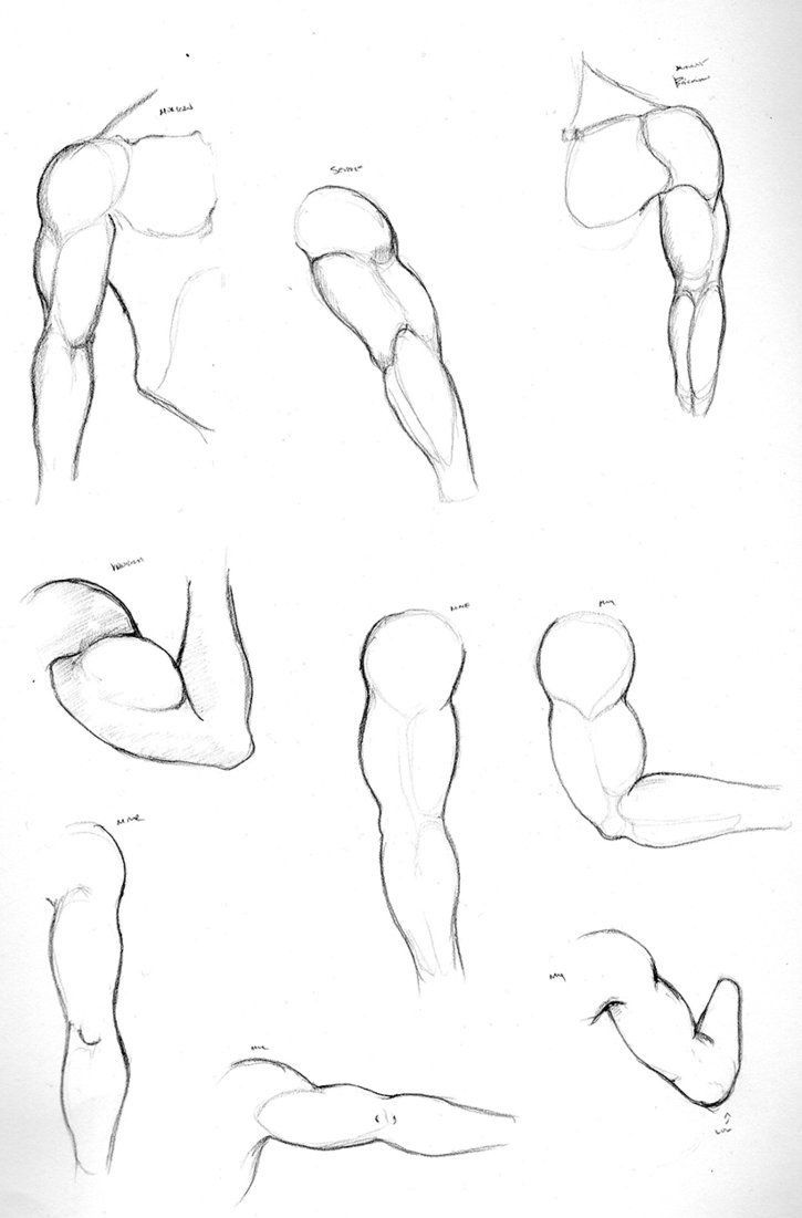 a drawing of different muscles and their positions