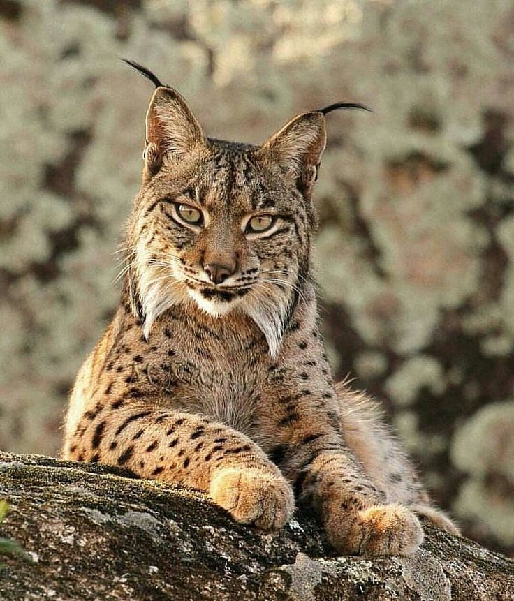 a close up of a cat on a rock