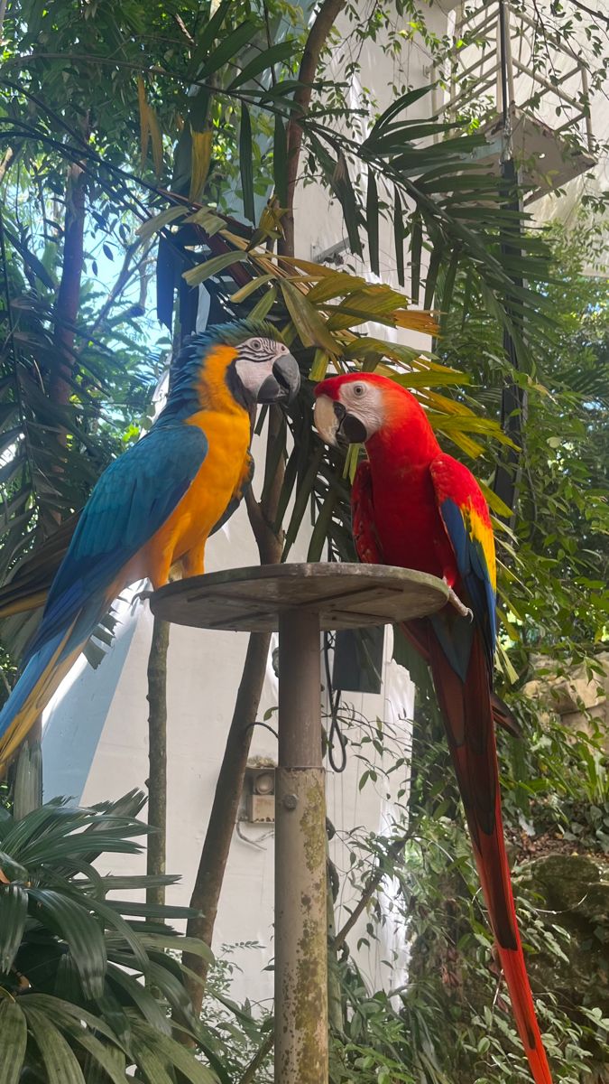 two colorful parrots sitting on top of a bird feeder